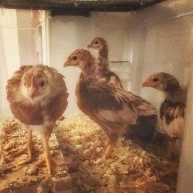 4 week hens.jpg